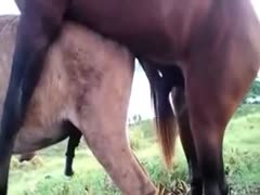 On camera, two horses engaged in anal intercourse on the farm.